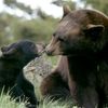 Bear Wrongfully Accused Of Attacking Young Jersey Campers